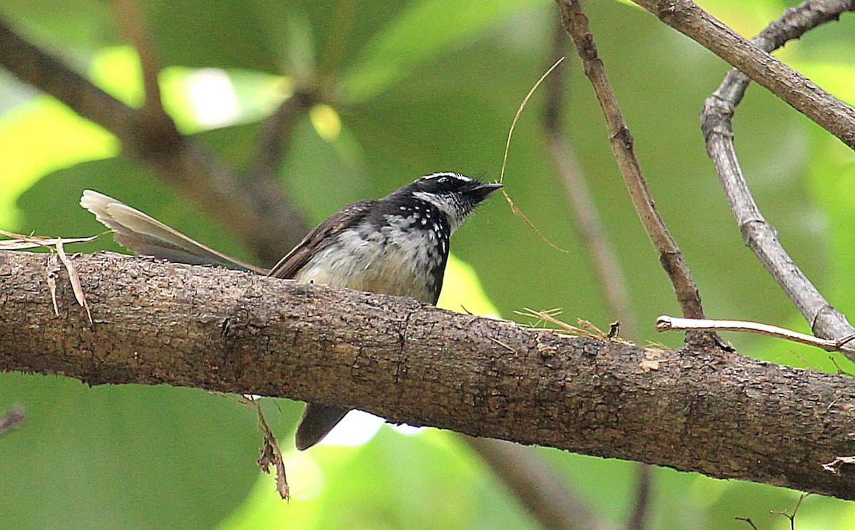 Spot-breasted Fantail - ML620524000