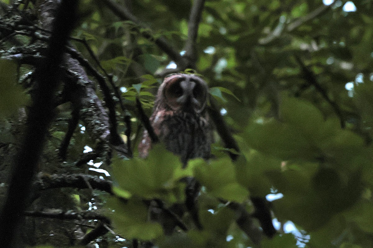 Long-eared Owl - ML620524001