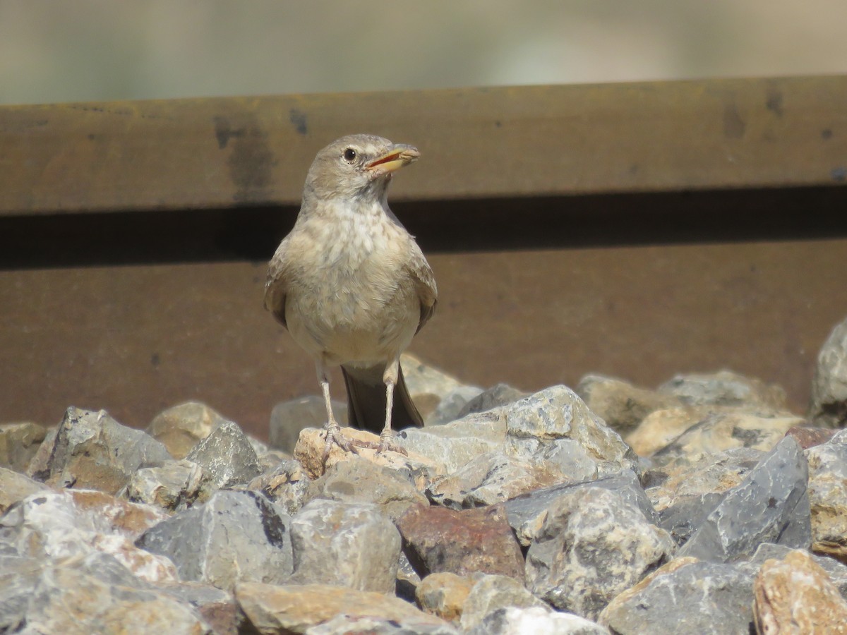 Desert Lark - ML620524002