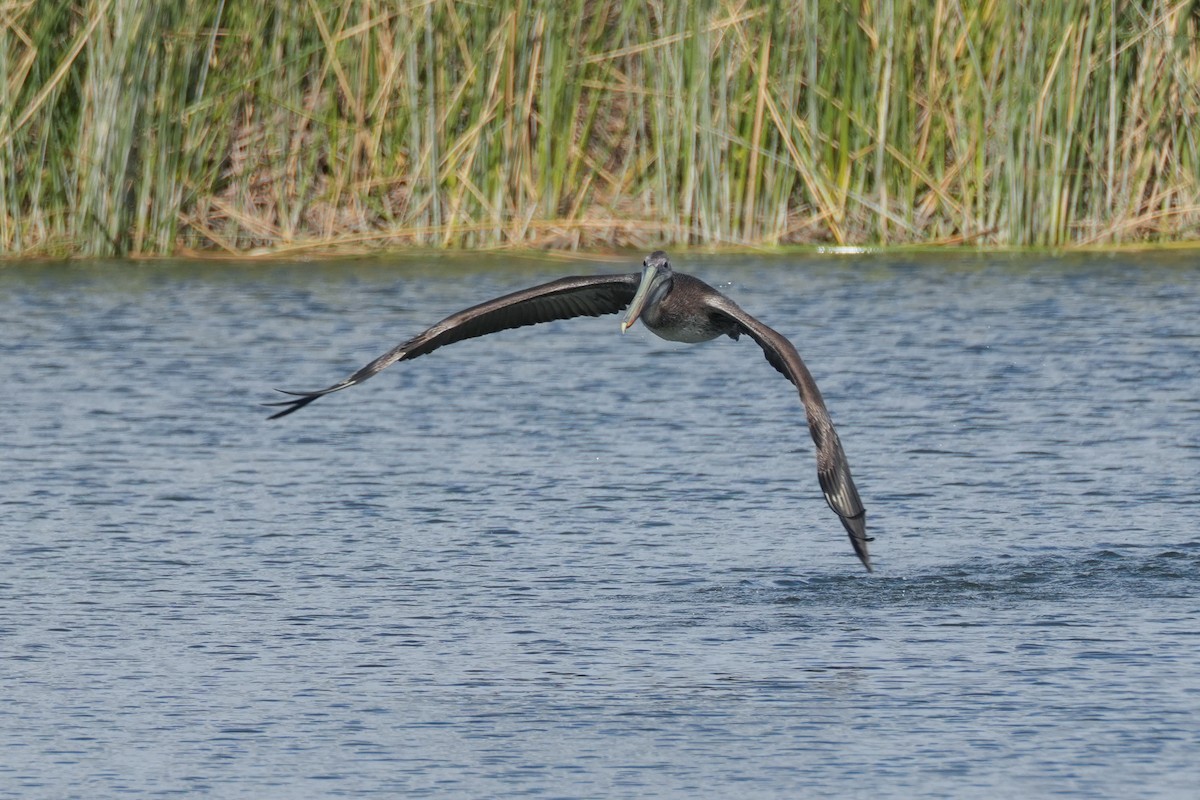 Brown Pelican - ML620524007