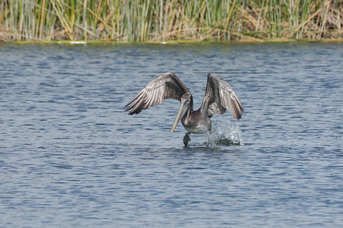 Brown Pelican - ML620524009