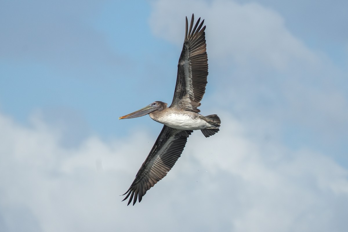 Brown Pelican - ML620524013