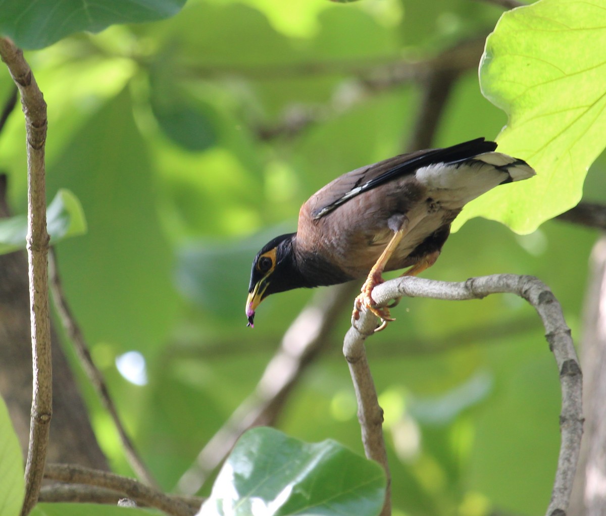 Common Myna - ML620524016