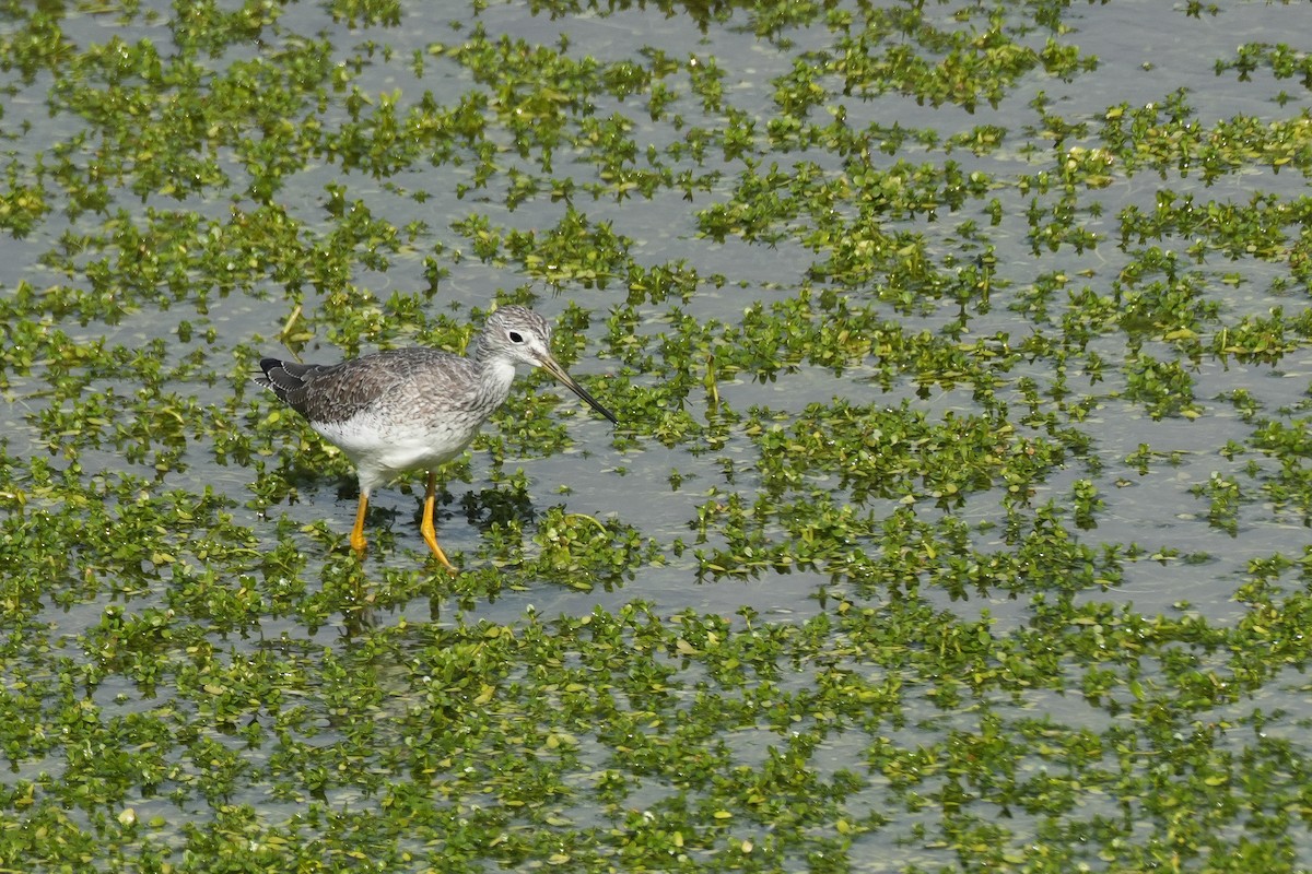 Greater Yellowlegs - ML620524017