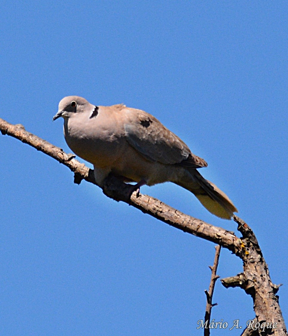 Eurasian Collared-Dove - ML620524023