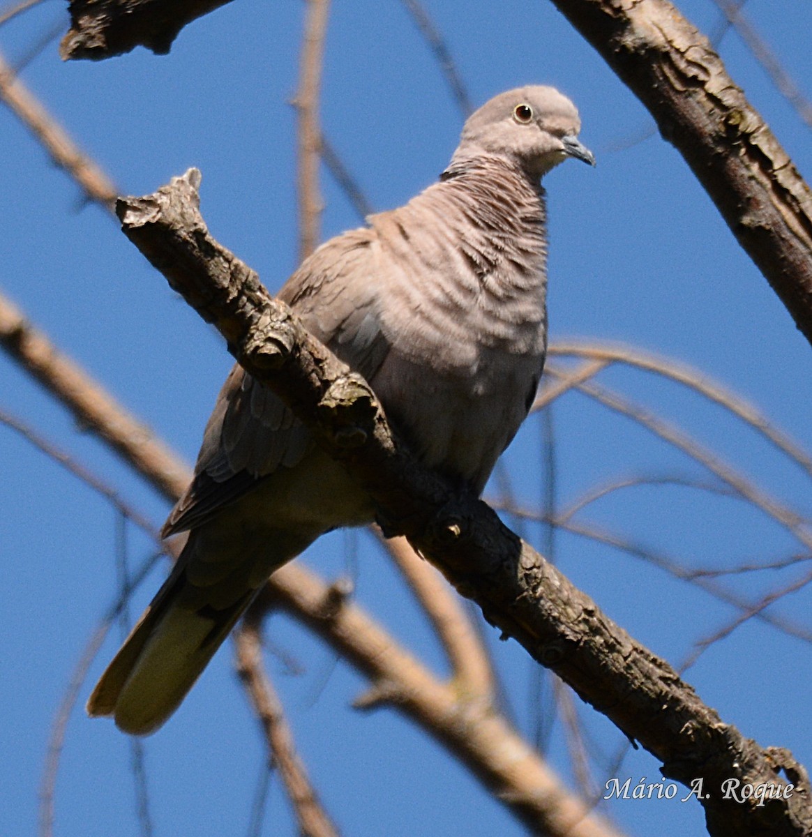 Eurasian Collared-Dove - ML620524024