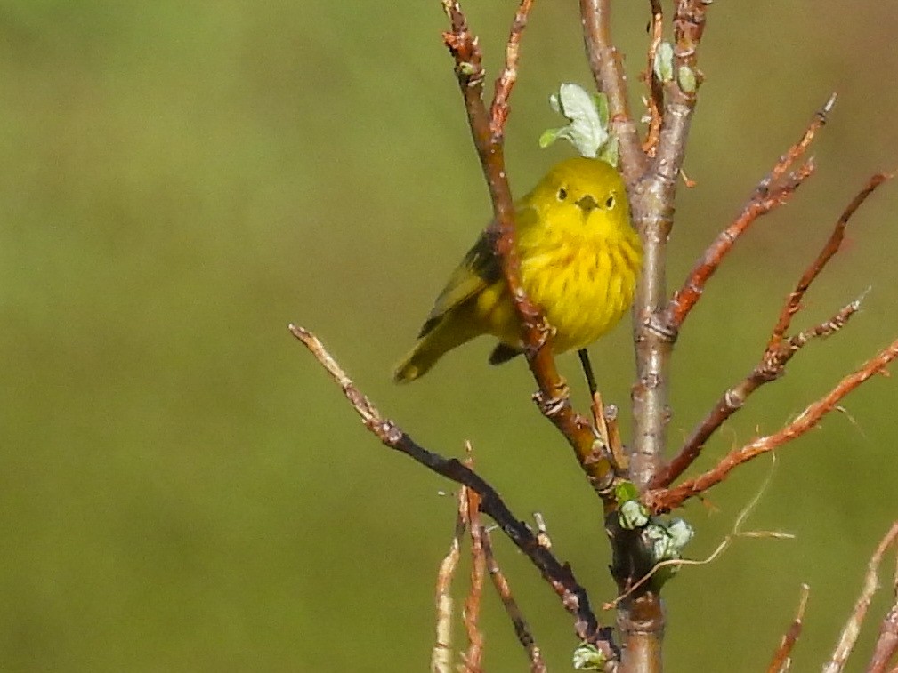 Yellow Warbler - ML620524028