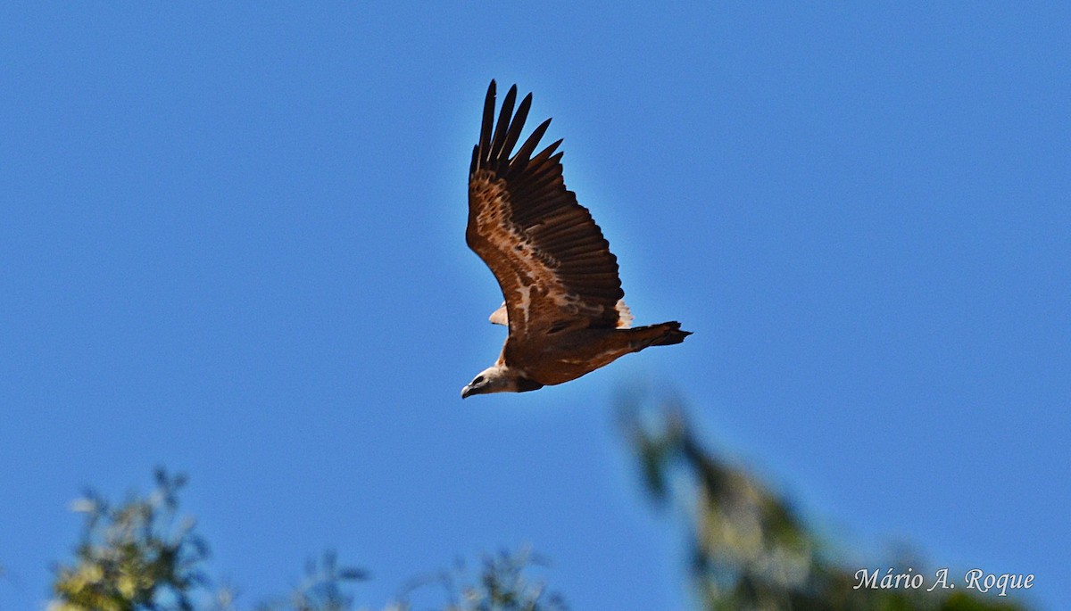 Eurasian Griffon - ML620524031