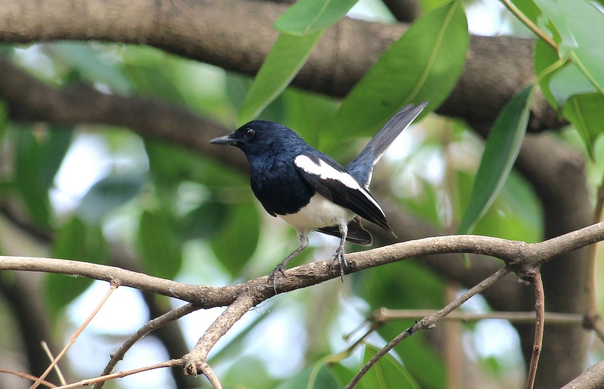 Oriental Magpie-Robin - Dr Nandini Patil