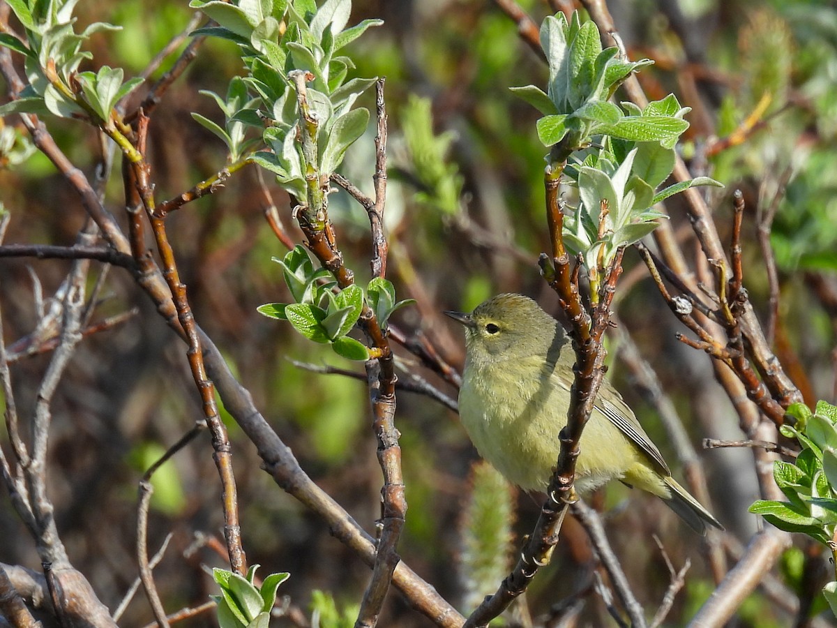 Orange-crowned Warbler - ML620524036