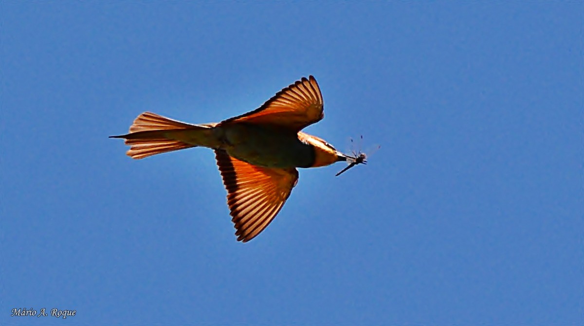 European Bee-eater - ML620524043