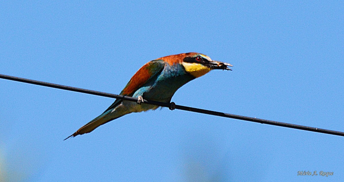 European Bee-eater - ML620524045