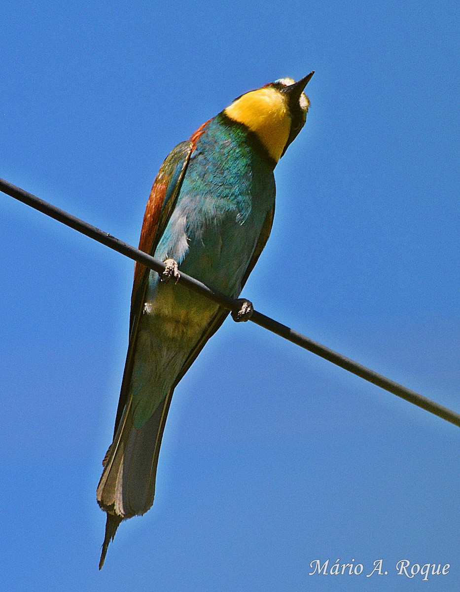 European Bee-eater - ML620524046