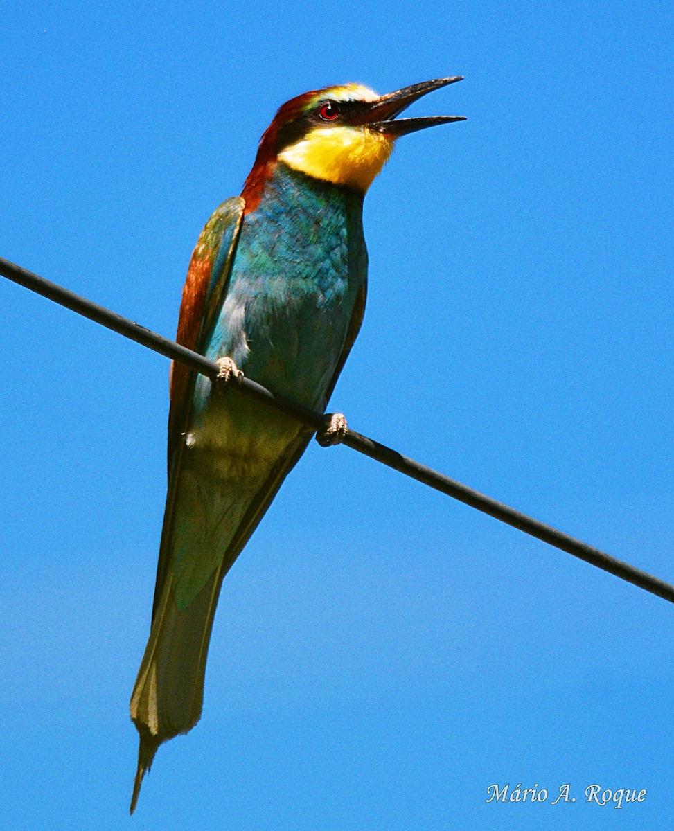 European Bee-eater - ML620524047