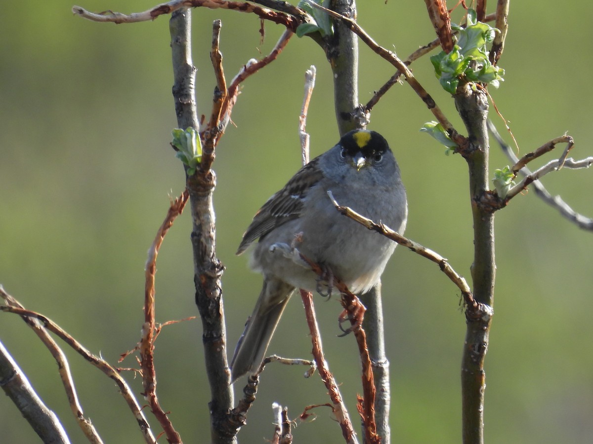 Golden-crowned Sparrow - Bart Hutchinson