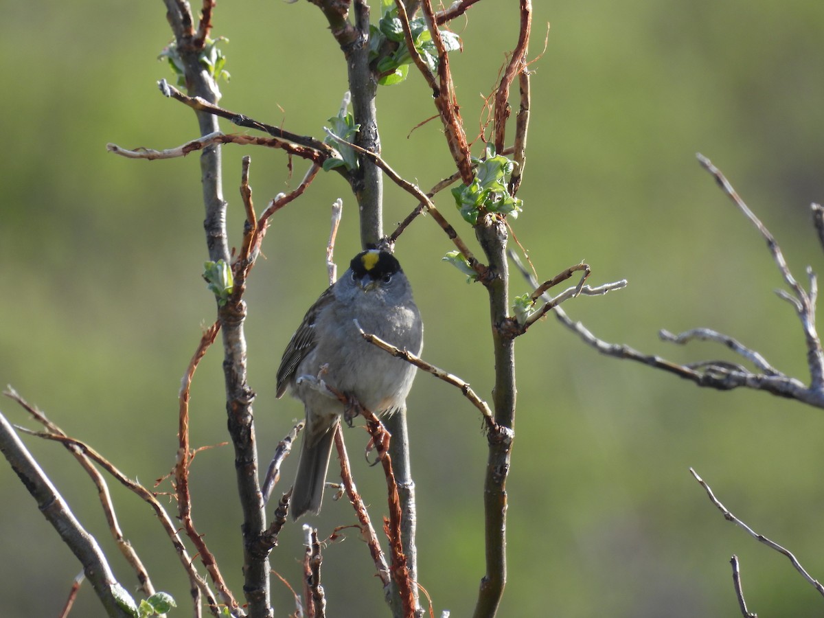 Golden-crowned Sparrow - ML620524051