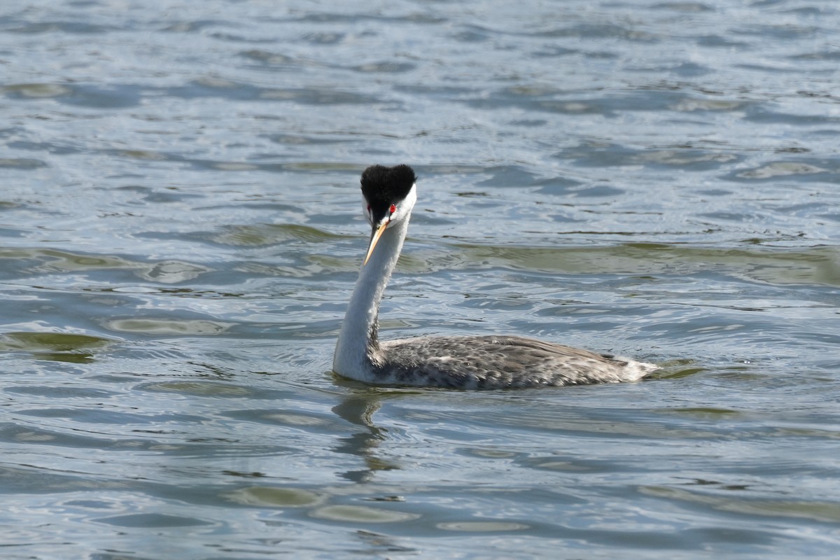 Clark's Grebe - Ashley Hopkins