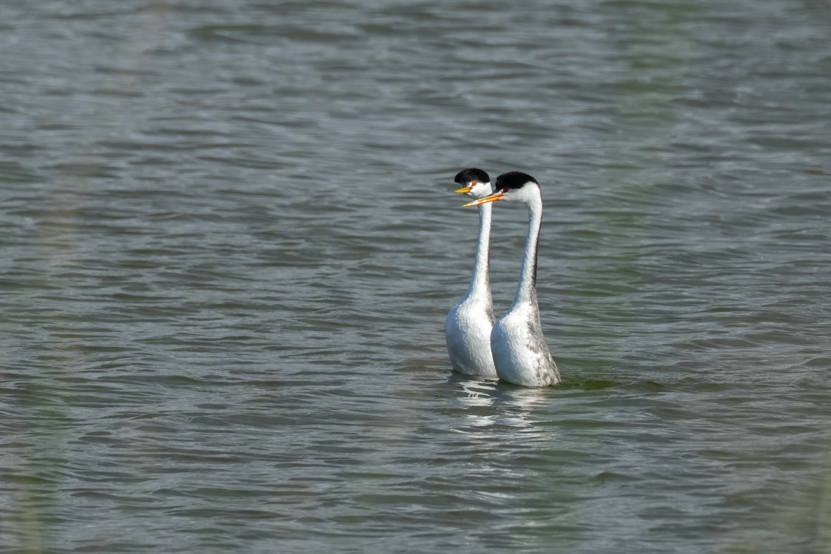 Clark's Grebe - ML620524060