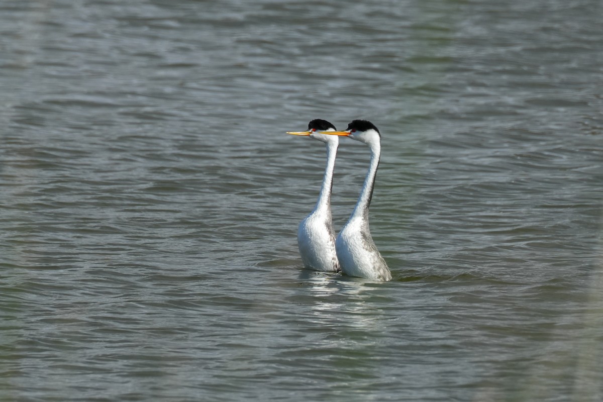 Clark's Grebe - ML620524061