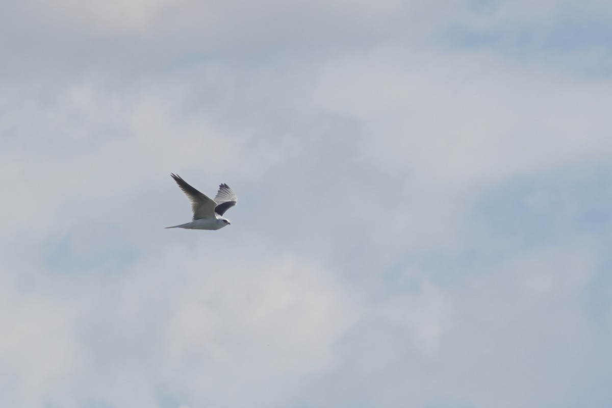 White-tailed Kite - ML620524069