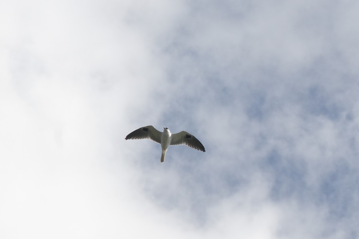 White-tailed Kite - ML620524071