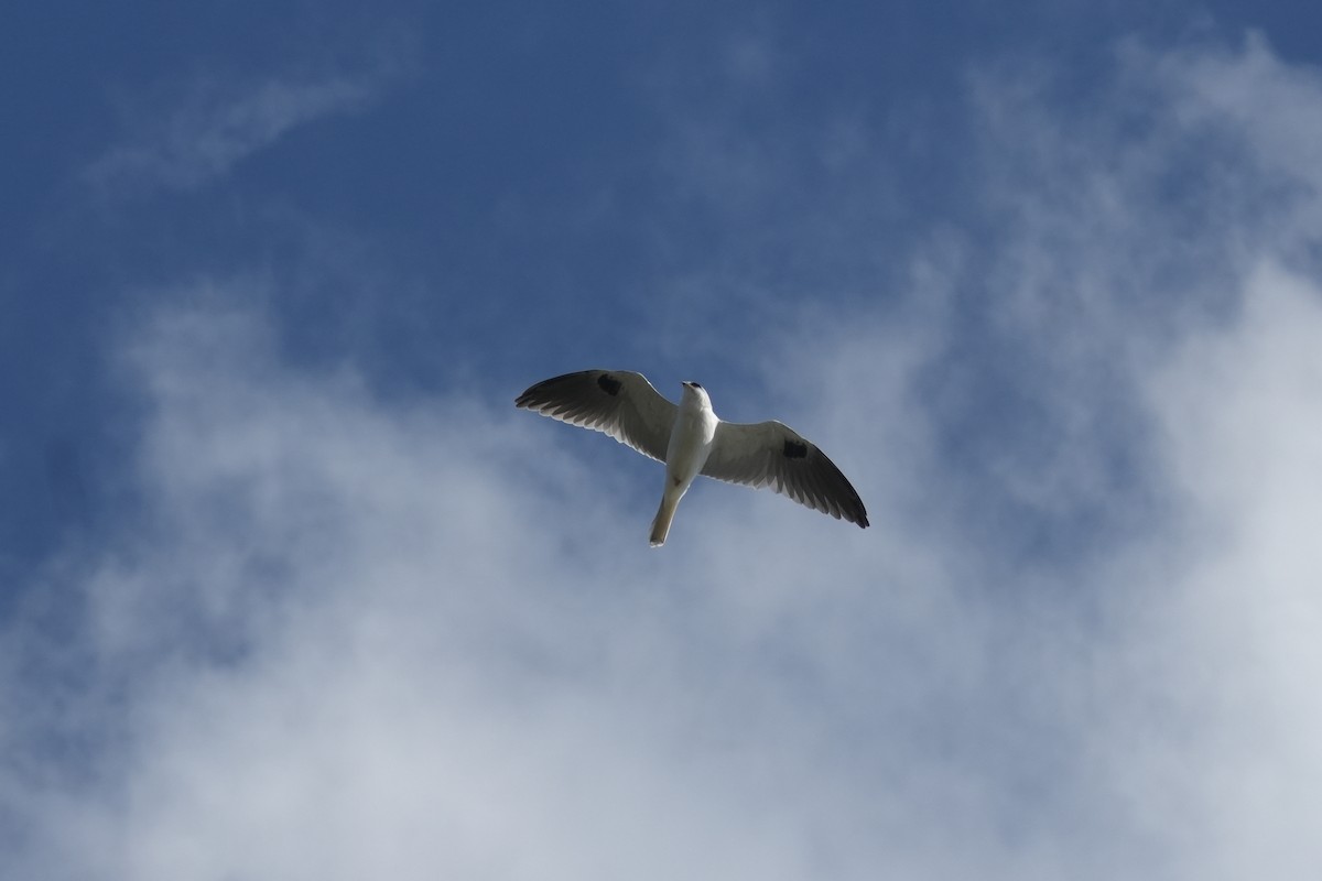 White-tailed Kite - ML620524072