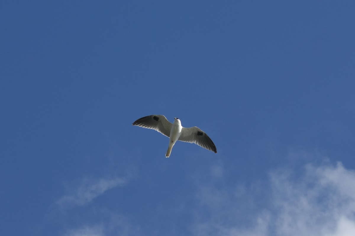 White-tailed Kite - Ashley Hopkins