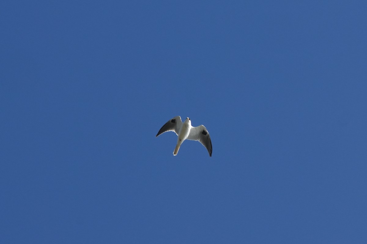 White-tailed Kite - ML620524074