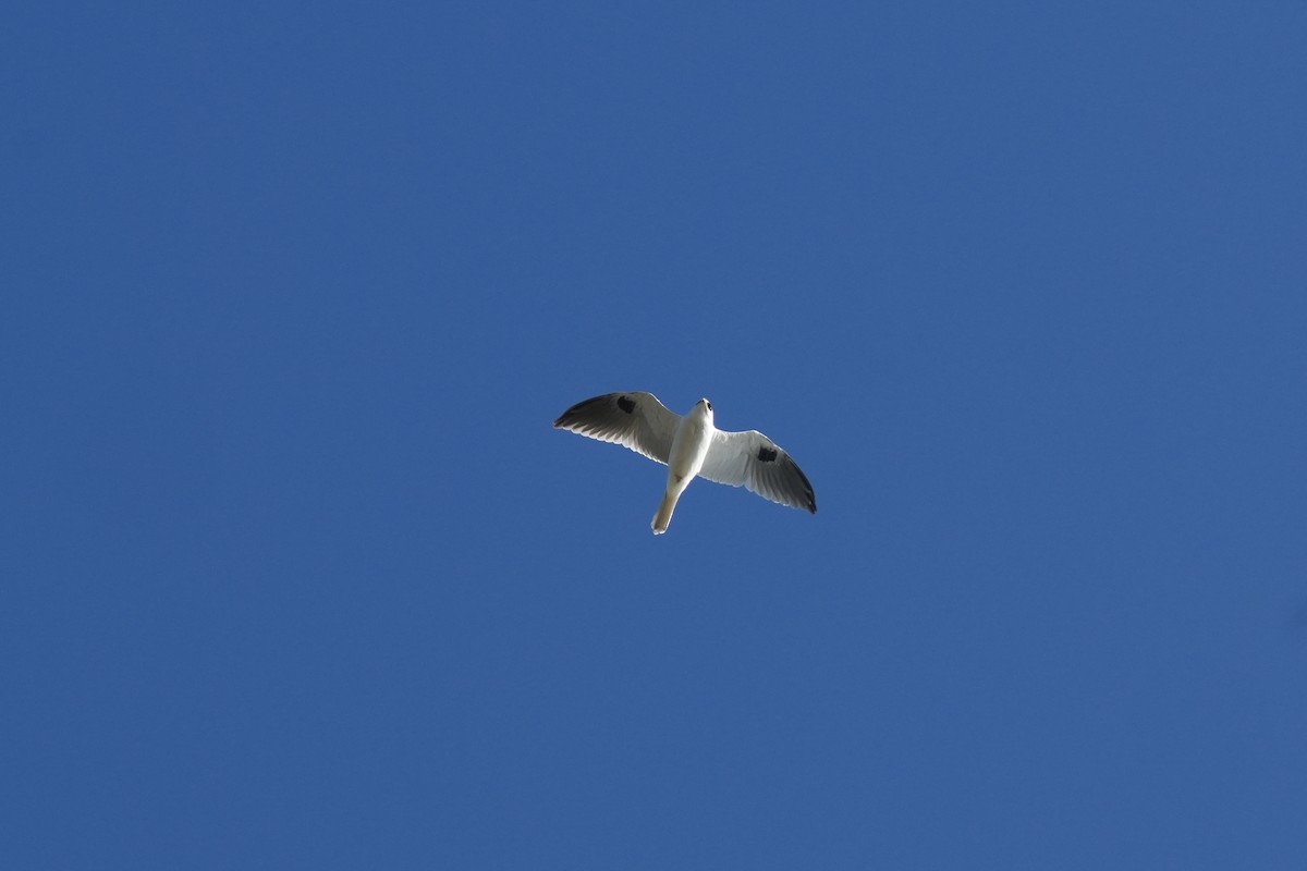 White-tailed Kite - ML620524075