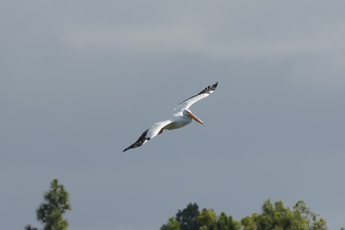 American White Pelican - ML620524081