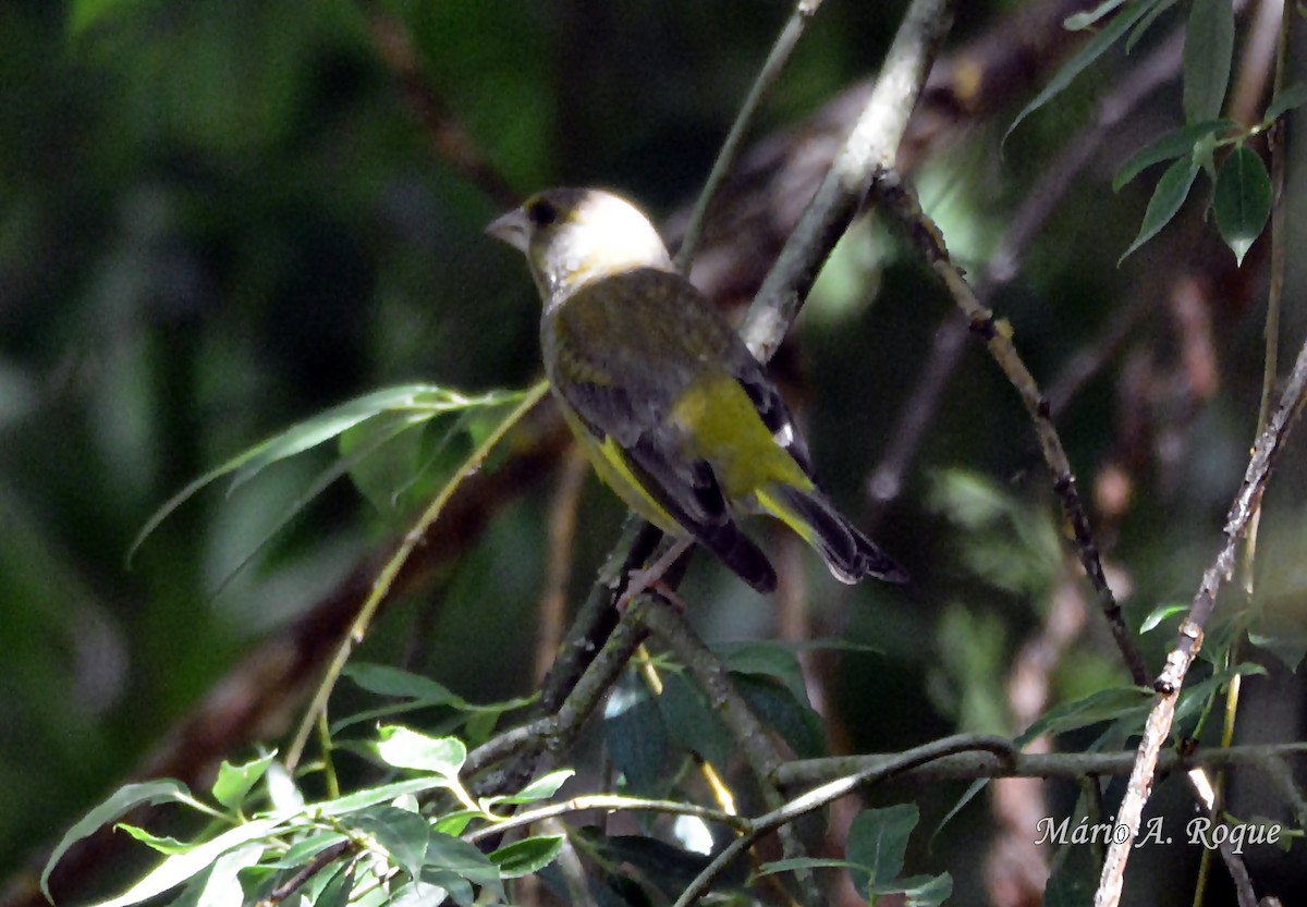 European Greenfinch - ML620524087