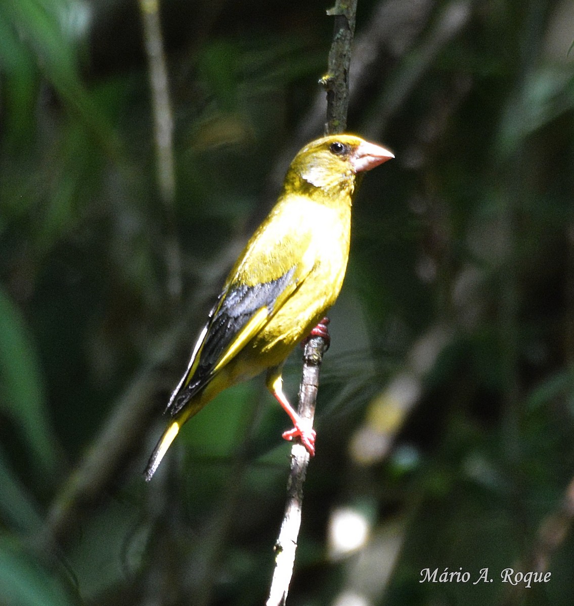 European Greenfinch - ML620524088