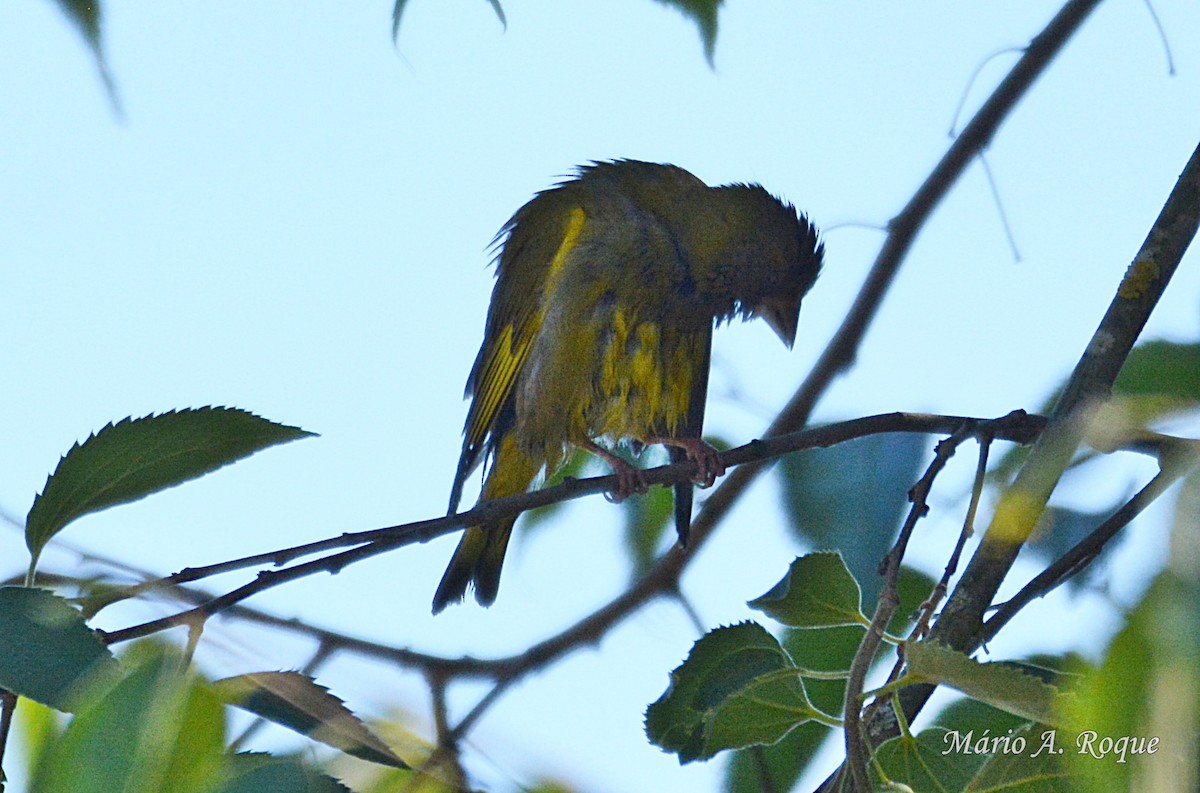 European Greenfinch - ML620524089