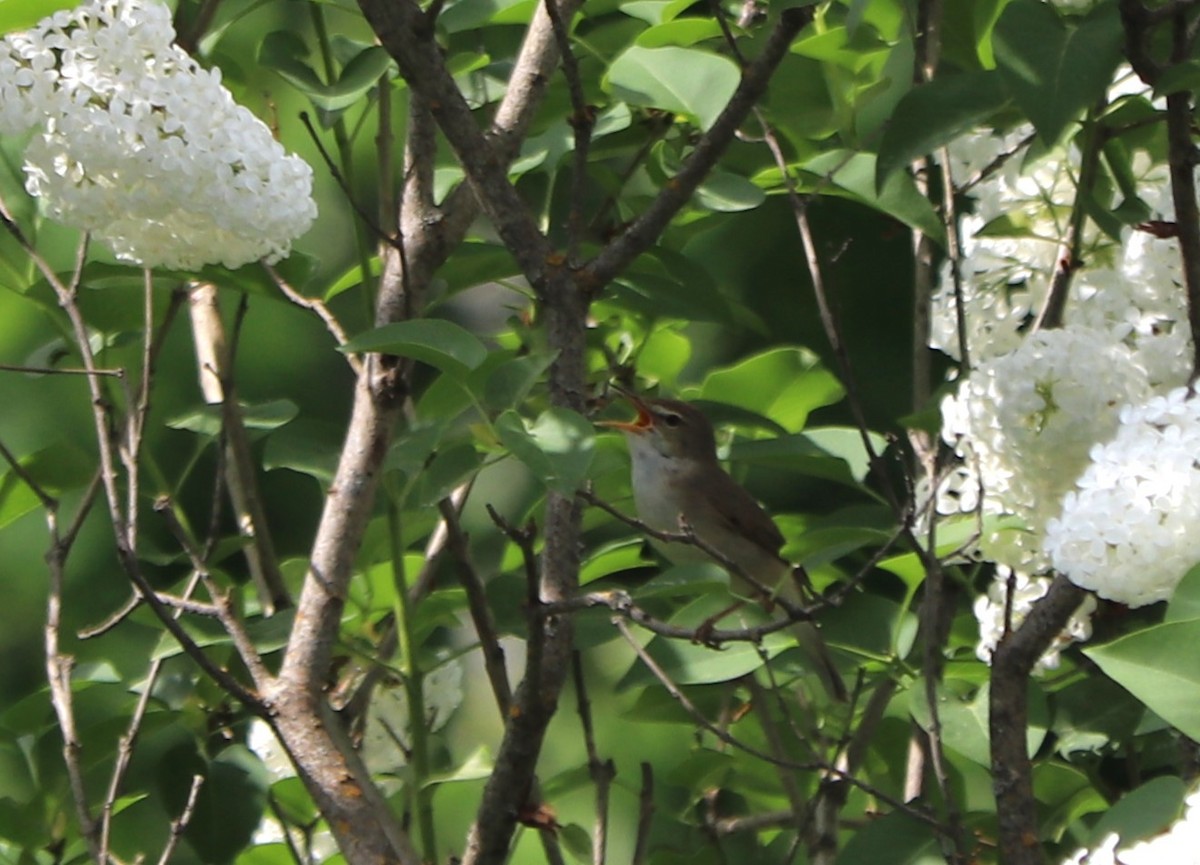 Blyth's Reed Warbler - ML620524099