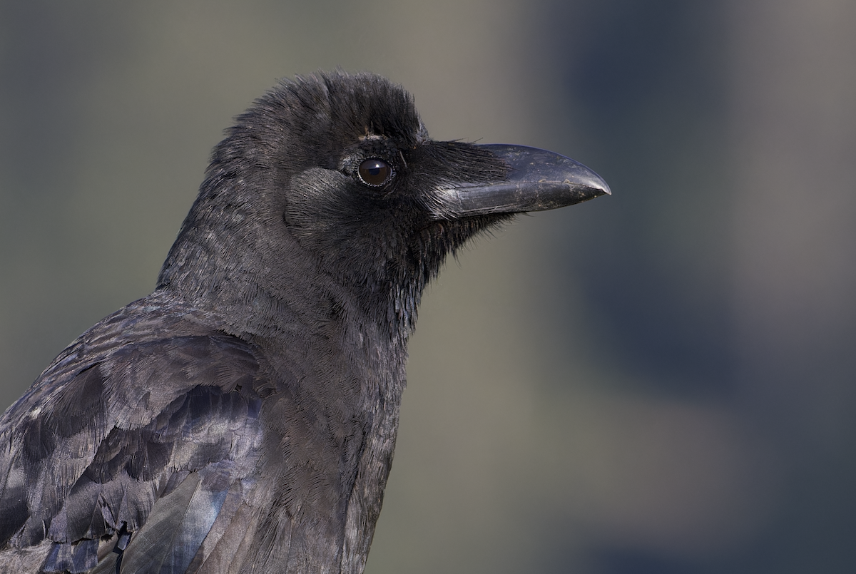 Large-billed Crow - ML620524103