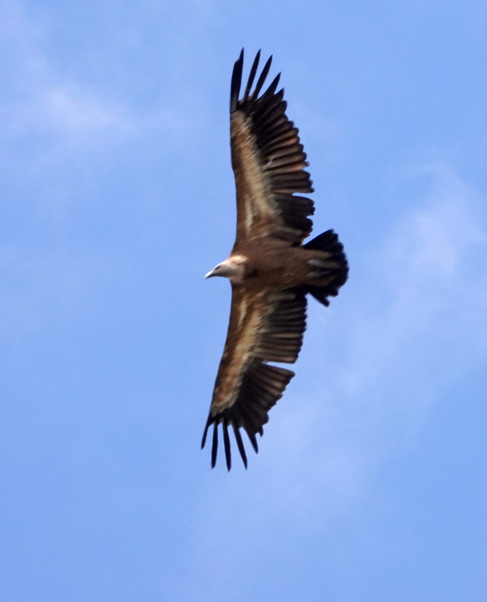 Águila Imperial Ibérica - ML620524104