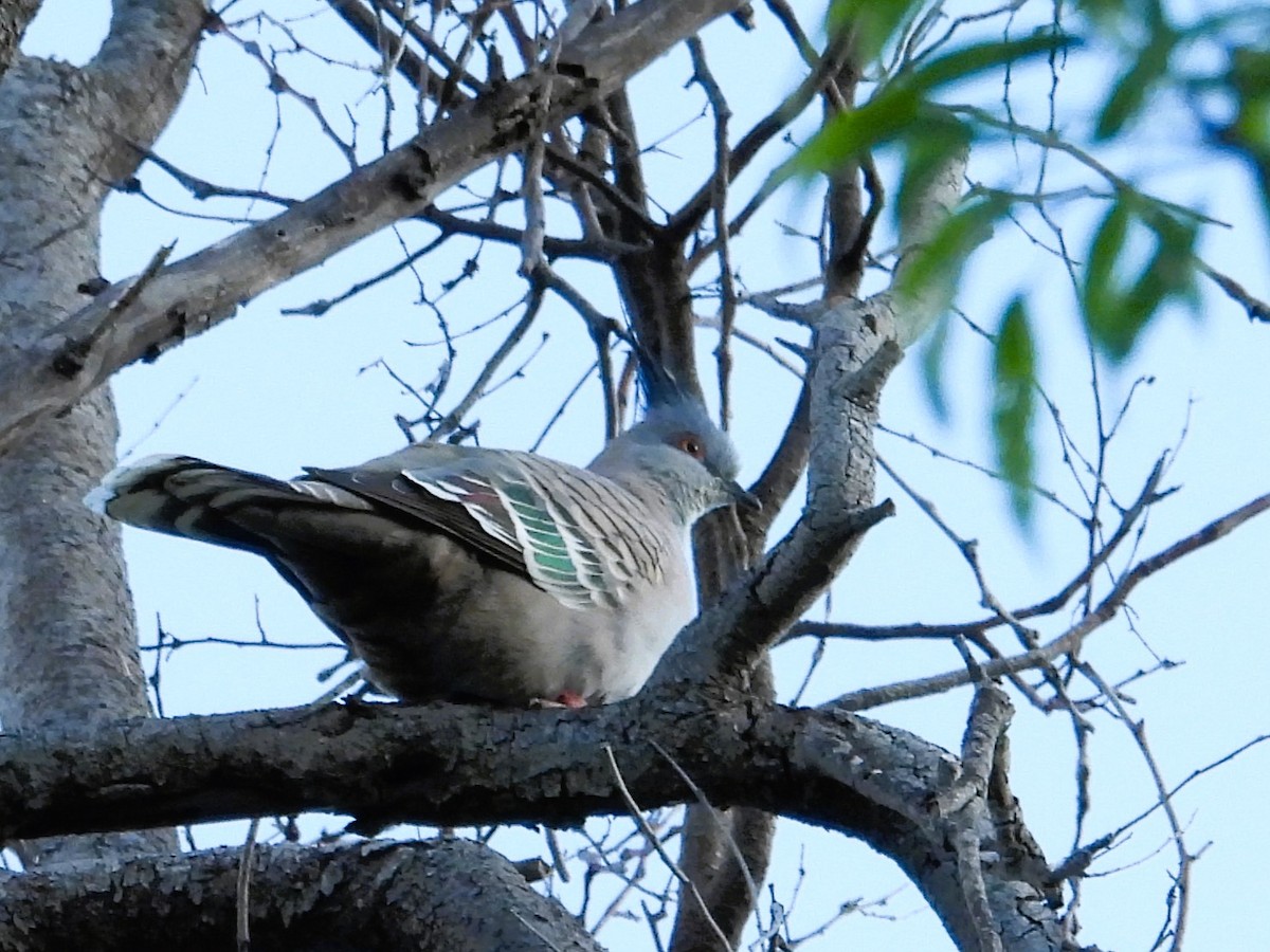 Crested Pigeon - ML620524107