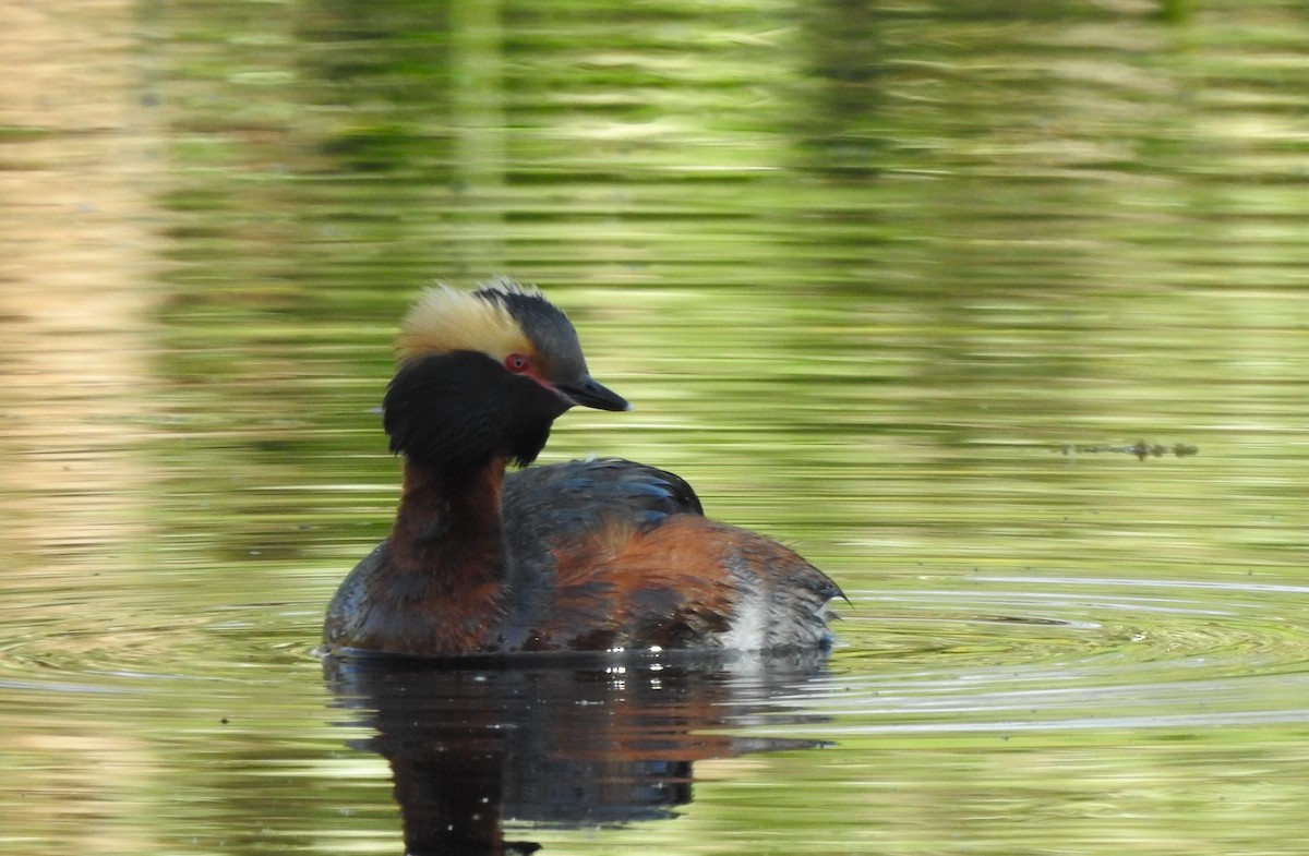 Horned Grebe - ML620524109