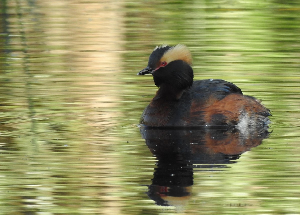 Horned Grebe - Miloslav Mišík