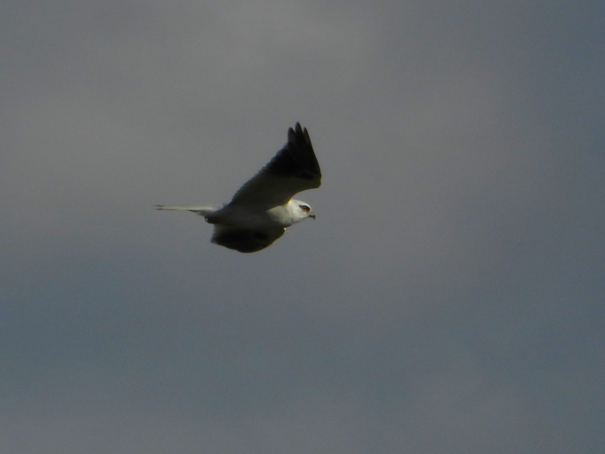 Black-shouldered Kite - ML620524112
