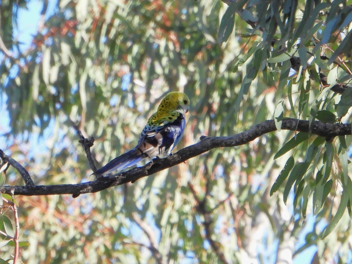 Pale-headed Rosella - Leonie Beaulieu