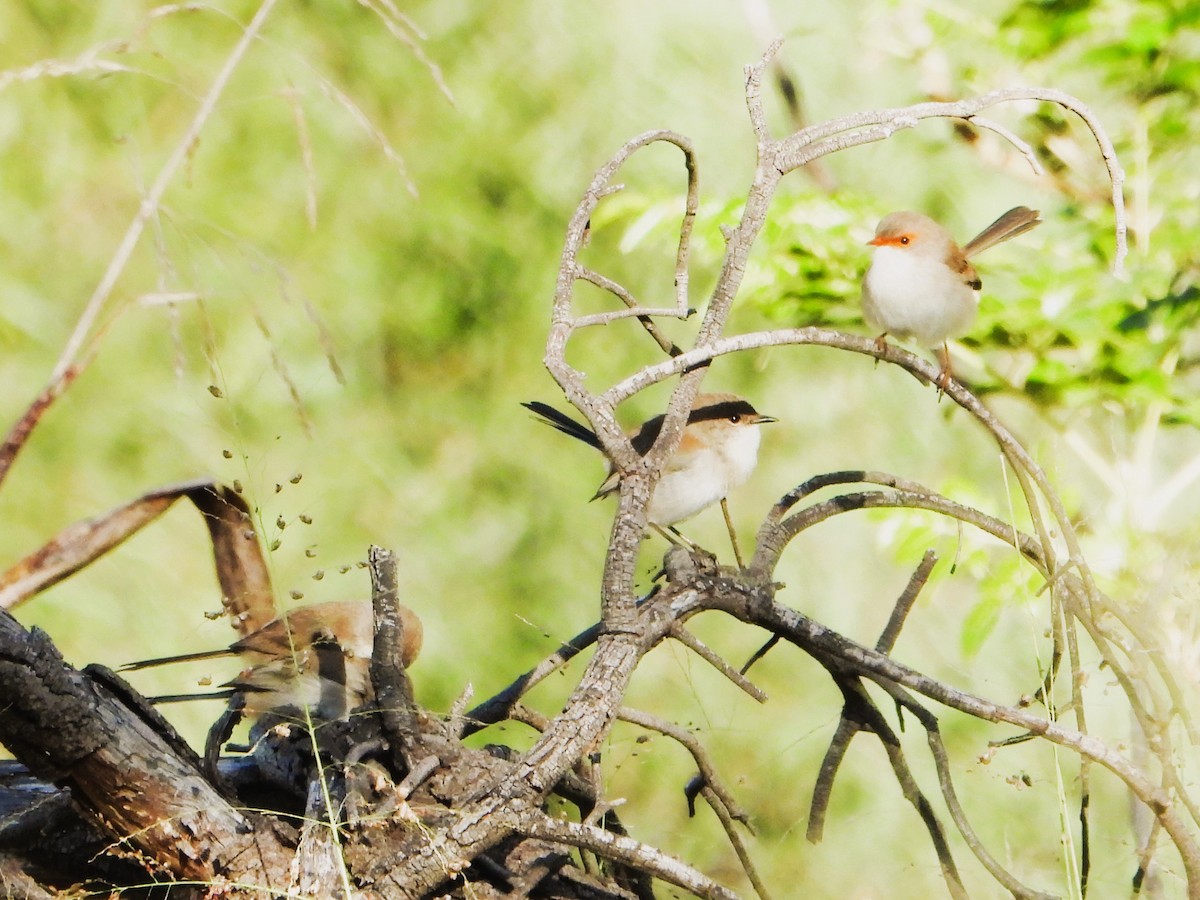 Superb Fairywren - ML620524125