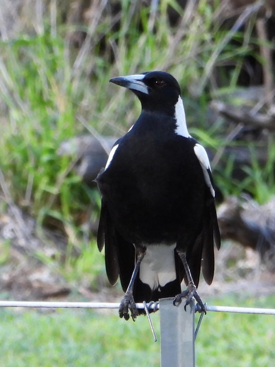 Australian Magpie (Black-backed) - ML620524128