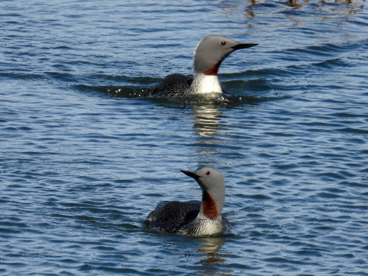 Red-throated Loon - ML620524131