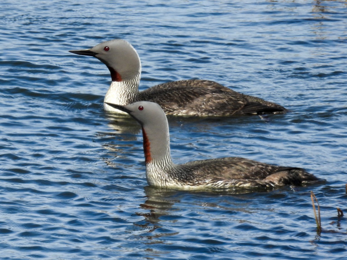 Red-throated Loon - ML620524132