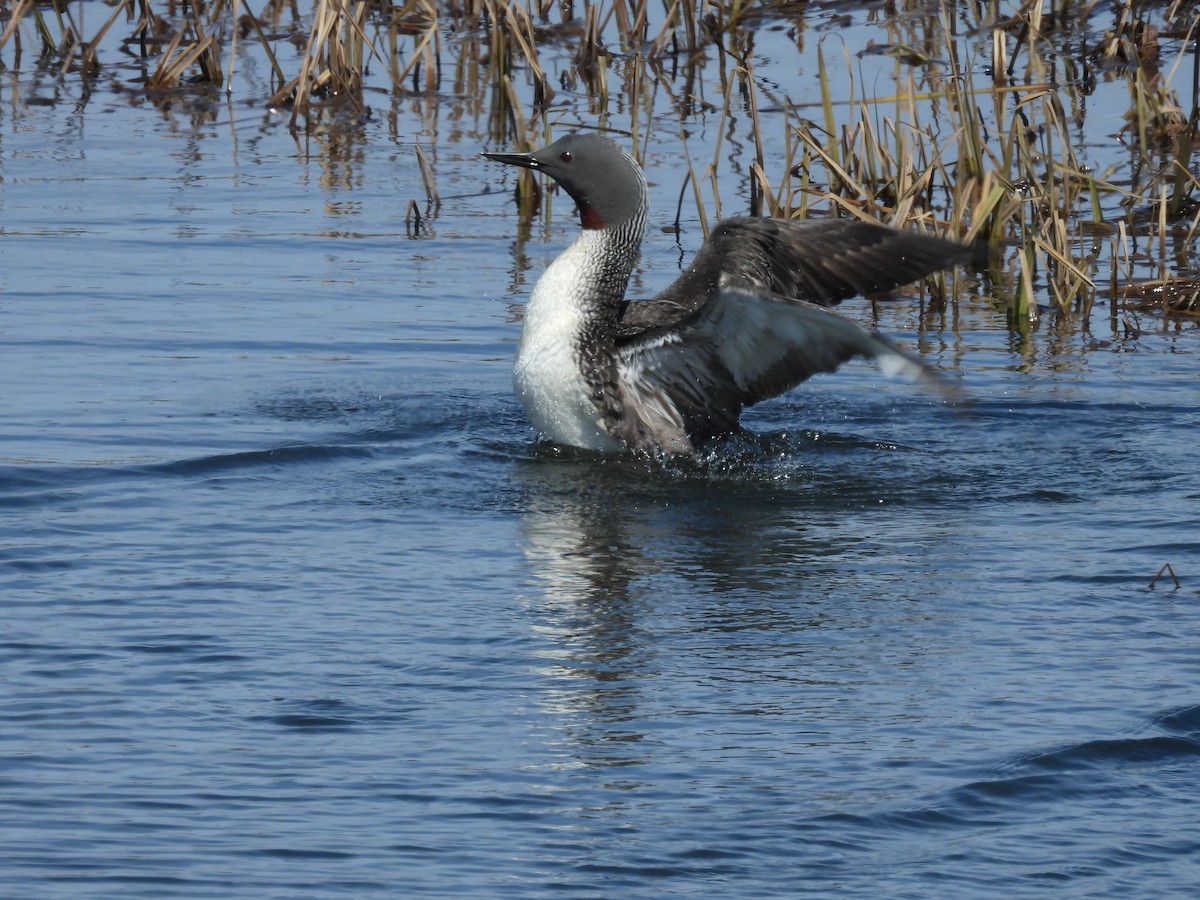 Red-throated Loon - ML620524134