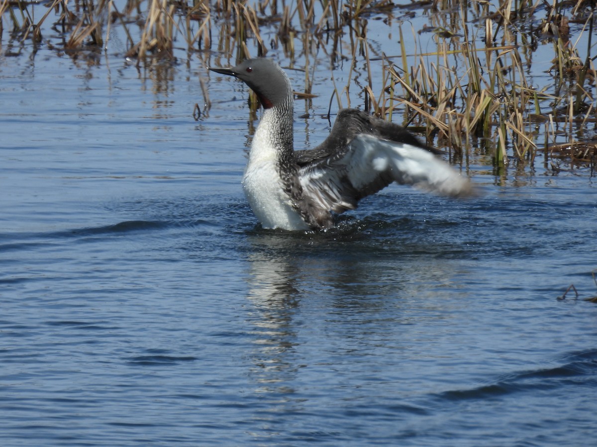 Red-throated Loon - ML620524135