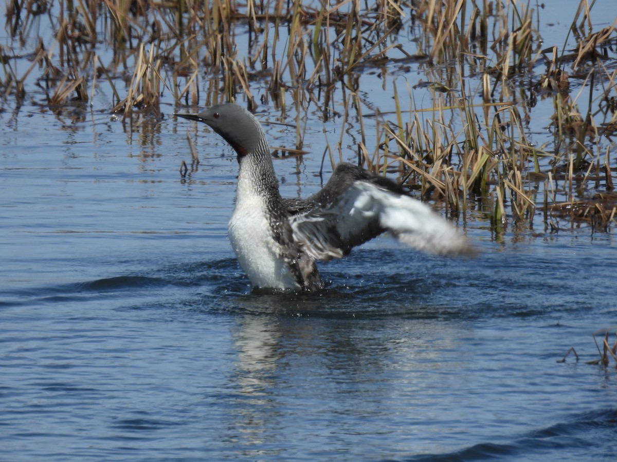 Red-throated Loon - ML620524136