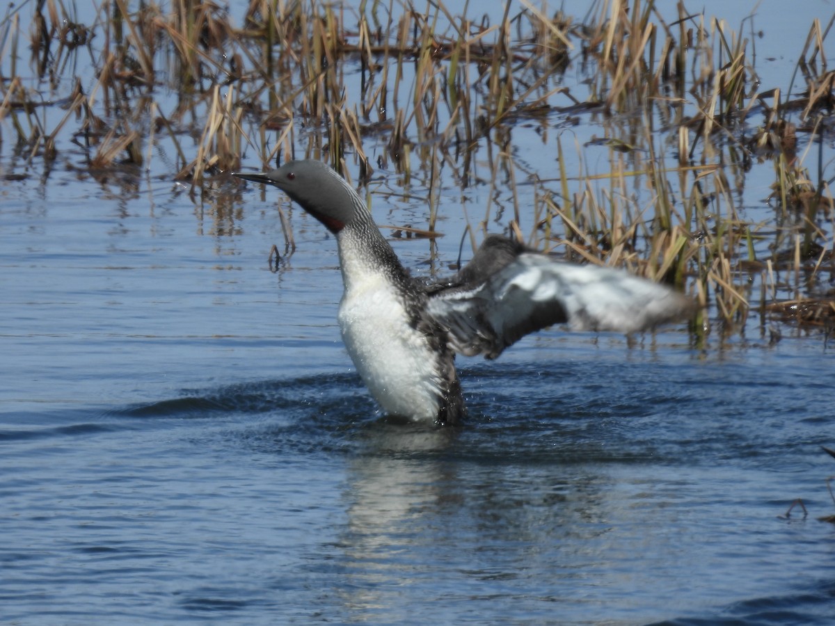 Red-throated Loon - ML620524137