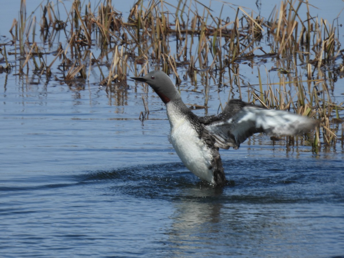 Red-throated Loon - ML620524139